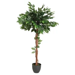 Cypress & Alabaster Ficus Artificiale 1,8m - Albero Con Tronco Di Legno Vero E Foglie In Seta