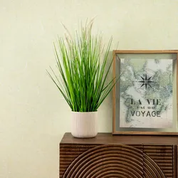 Pianta Di Erba Maresina In Vaso 14cm - 2 Piante Perenni, Da Giardino O Balcone - Foto 12