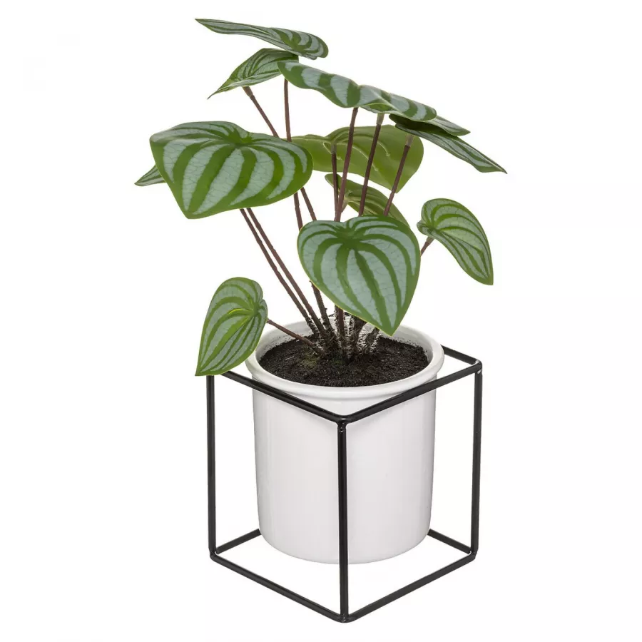 POWERS TO FLOWERS Calathea Roseopicta Rosy In Vaso Ceramica Argento Pianta Vera Maranta 14 Cm - 4