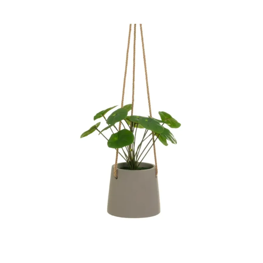 Pianta Di Clementino In Vaso Cm 24 – Altezza Reale 150 Cm – Agrumi Da Esterno, VERA FOTO