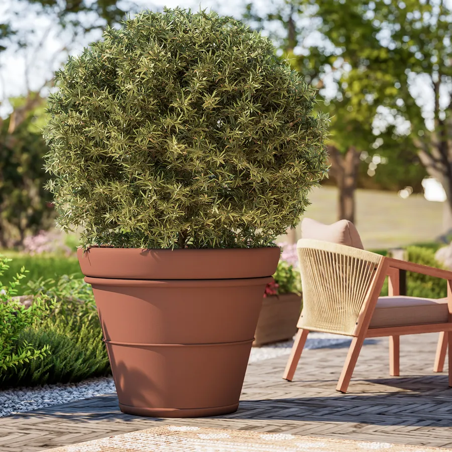 Olly & Rose Vaso Grande In Terracotta Bianca 23 Cm - Con Foro Di Drenaggio Per Piante Grasse, Cactus E Bonsai - 6